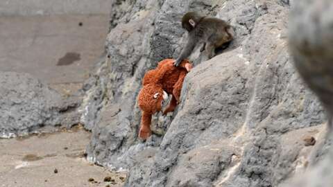 Today’s Games Can Feel “Soulless,” But Can Punch The Monkey Change That?